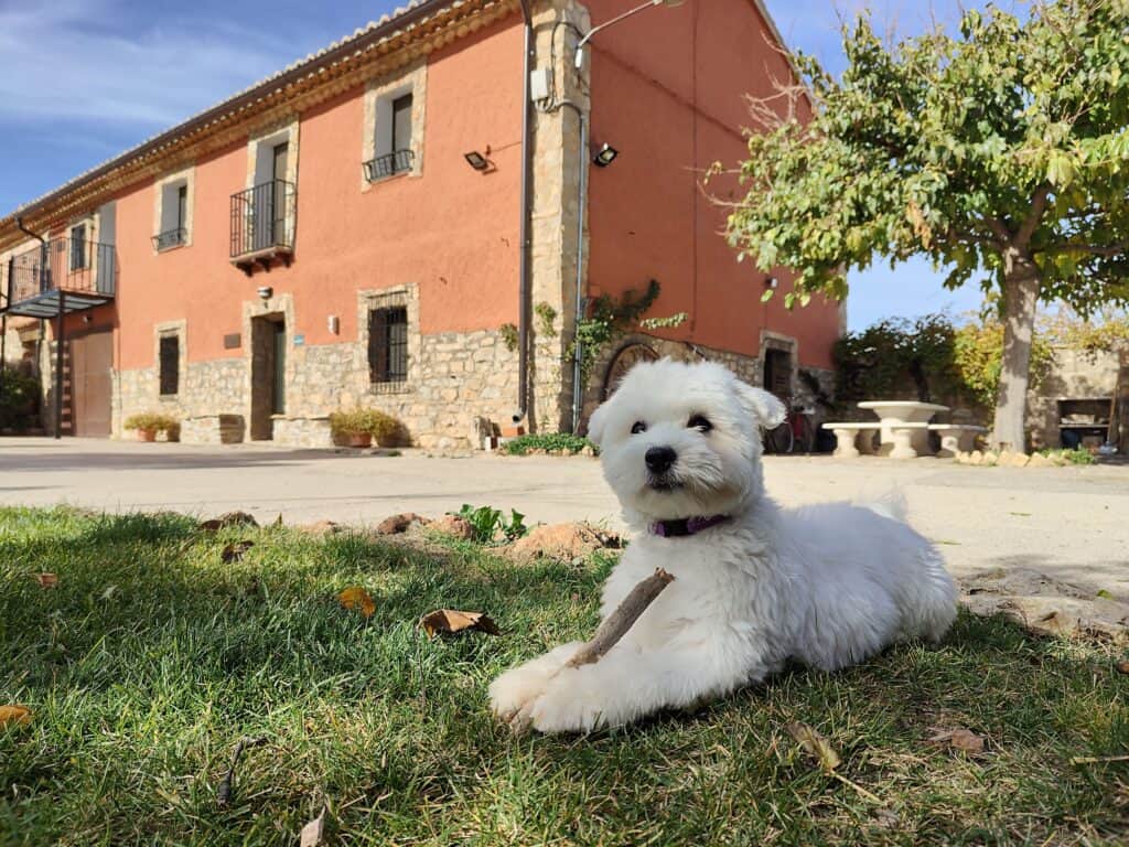 Inicio Casa rural con mascotas