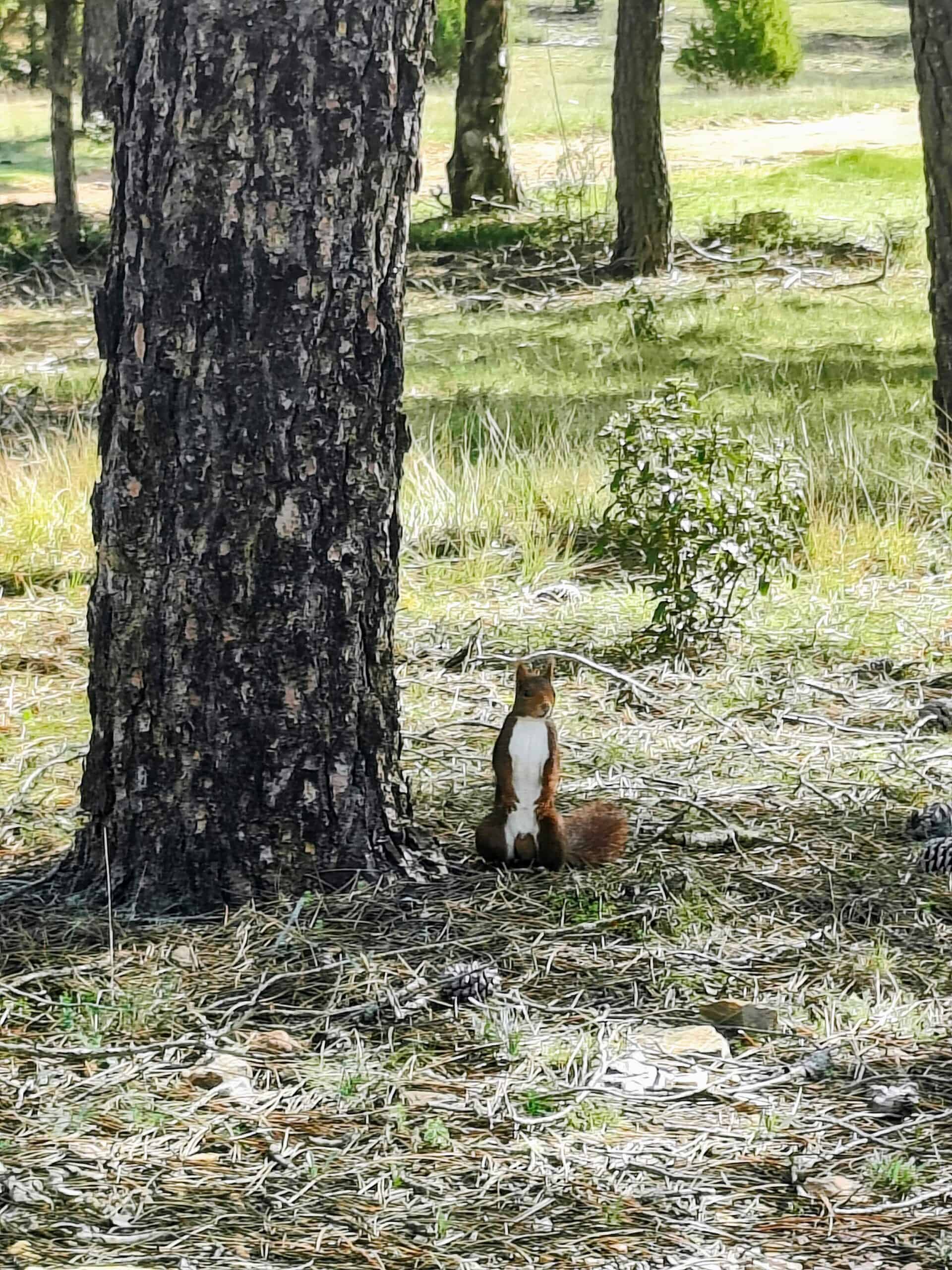 Fauna de la sierra de Albarracín