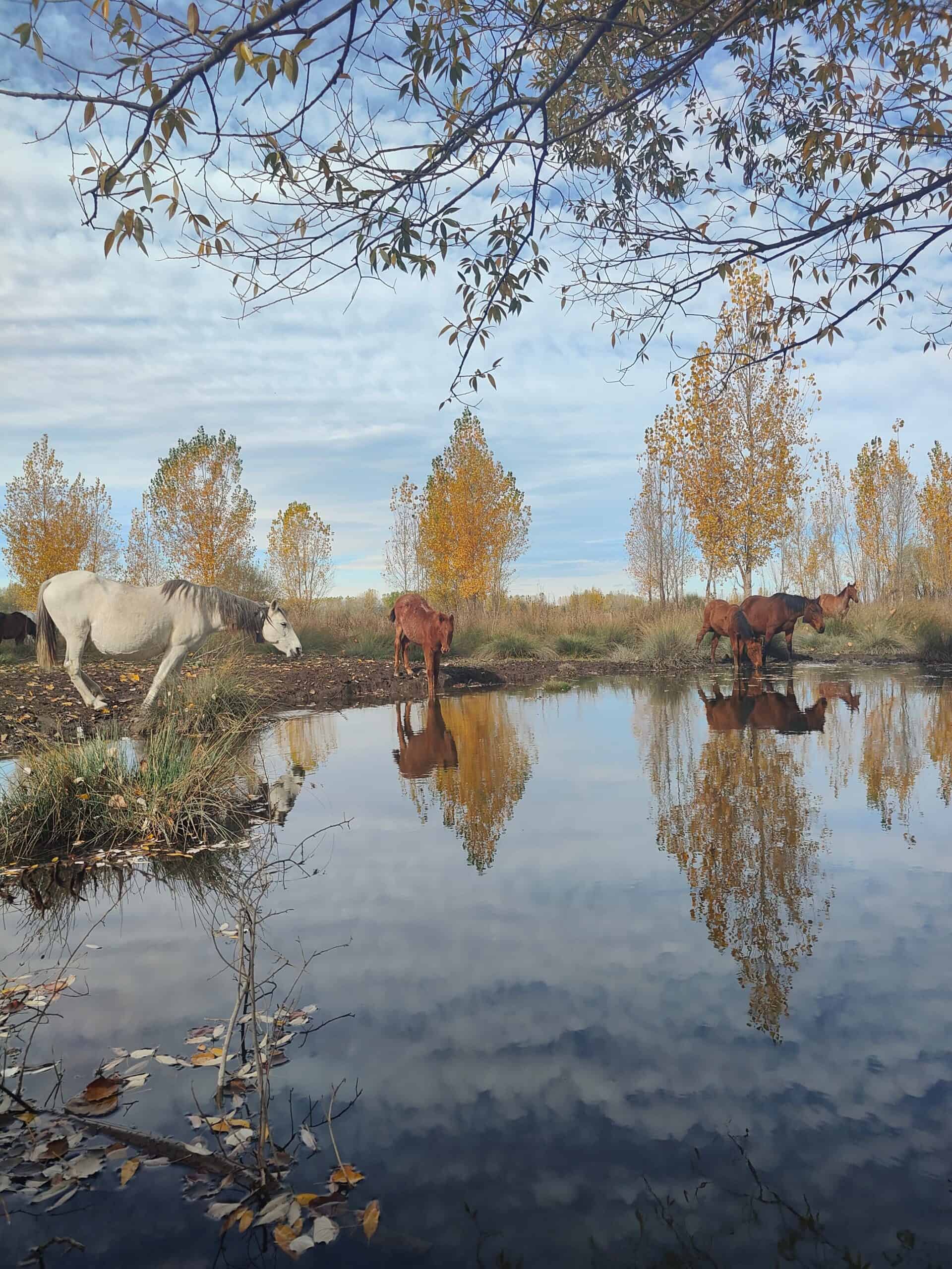 visita guiada en la laguna del Cañizar