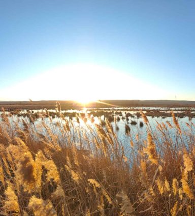 Visita guiada laguna del cañizar